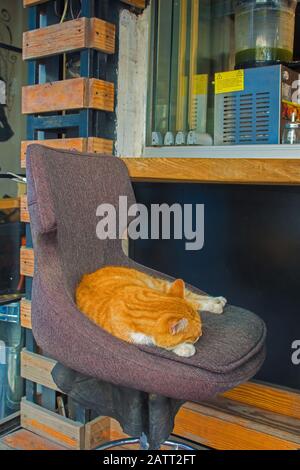 Eine der vielen Straßenkatzen in Istanbul schläft auf einem Stuhl in einer Bar im Moda Viertel Kadikoy auf der asiatischen Seite der Stadt Stockfoto