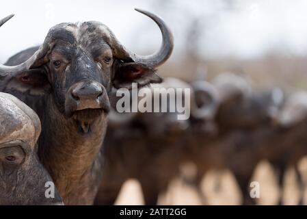 Afrikanisches Büffelporträt , auch als kapbüffel bekannt Stockfoto