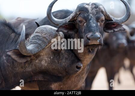 Afrikanisches Büffelporträt , auch als kapbüffel bekannt Stockfoto