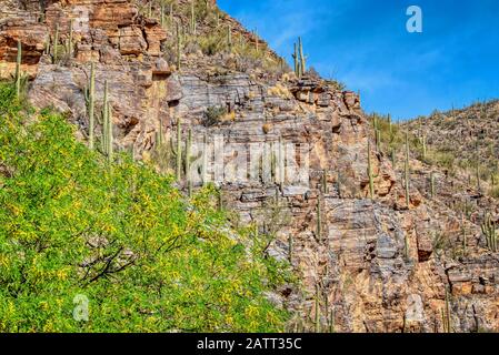 Berge, tiefe Schluchten und die einzigartigen Pflanzen und Tiere der Sonara-Wüste sind im Sabino Canyon Recreation Area zu finden. Stockfoto