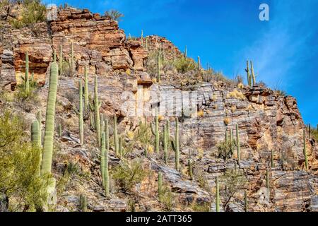 Berge, tiefe Schluchten und die einzigartigen Pflanzen und Tiere der Sonara-Wüste sind im Sabino Canyon Recreation Area zu finden. Stockfoto