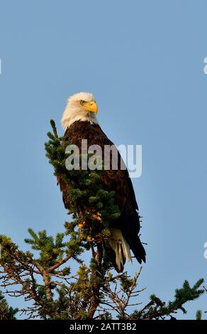 Ein vertikales Bild eines reifen Weißkopfadlers "Haliaetus leucocephalus", der auf den obersten Ästen einer grünen Fichte im Jasper National Park Albert thront Stockfoto