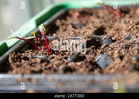 Gekeimte Rüben-Sämlinge (Beta Vulgaris) in einem Behälter Stockfoto