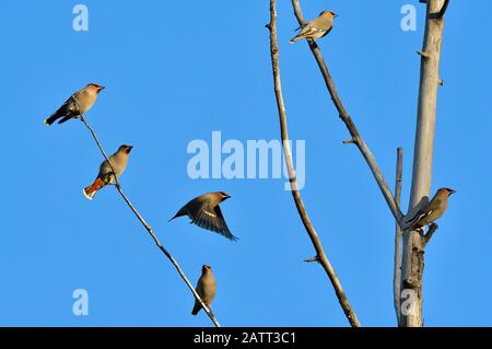 Eine Herde böhmischer Wachsvögel, "Bombycilla garrulus", thront auf einem toten Baum gegen einen dunkelblauen Himmel im ländlichen Alberta Kanada. Stockfoto