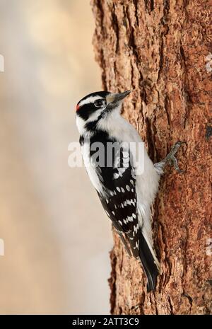 Ein wilder Downey-Specht, der auf einem Fichtenstamm thront und unter der Rinde im ländlichen Alberta Canada nach Insekten fickt. Stockfoto