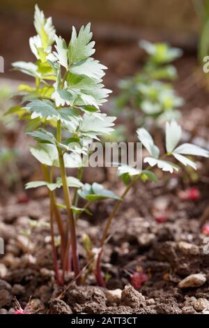 Junge Sprossen (Levisticum officinale), die im Garten wachsen Stockfoto