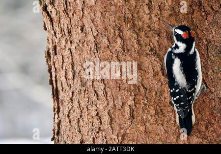 Ein wilder Downey-Specht „Picoides pubescens“, der auf einem Fichtenstamm thront und unter der Rinde im ländlichen Alberta Canada nach Insekten fickt. Stockfoto