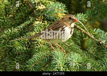 Ein unreifer Harris-Sparrow-Vogel "Zonotrichia querela", der in den grünen Zweigen eines Fichtenbaums im ländlichen Alberta Kanada thront. Stockfoto