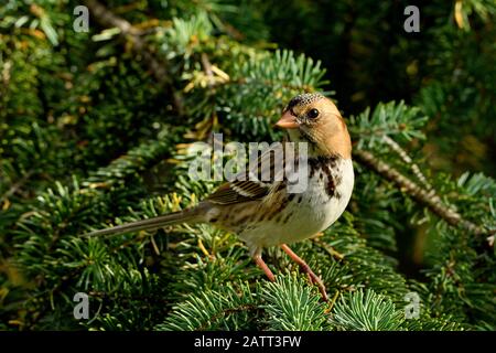Ein unreifer Harris-Sparrow-Vogel "Zonotrichia querela", der in den grünen Zweigen eines Fichtenbaums im ländlichen Alberta Kanada thront. Stockfoto