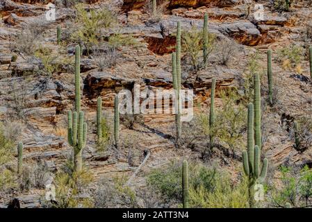 Berge, tiefe Schluchten und die einzigartigen Pflanzen und Tiere der Sonara-Wüste sind im Sabino Canyon Recreation Area zu finden. Stockfoto