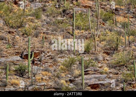 Berge, tiefe Schluchten und die einzigartigen Pflanzen und Tiere der Sonara-Wüste sind im Sabino Canyon Recreation Area zu finden. Stockfoto