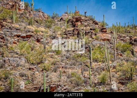 Berge, tiefe Schluchten und die einzigartigen Pflanzen und Tiere der Sonara-Wüste sind im Sabino Canyon Recreation Area zu finden. Stockfoto