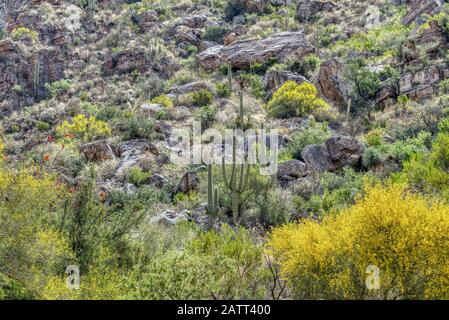 Berge, tiefe Schluchten und die einzigartigen Pflanzen und Tiere der Sonara-Wüste sind im Sabino Canyon Recreation Area zu finden. Stockfoto