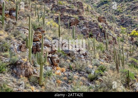 Berge, tiefe Schluchten und die einzigartigen Pflanzen und Tiere der Sonara-Wüste sind im Sabino Canyon Recreation Area zu finden. Stockfoto