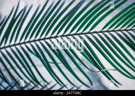 Ein Blatt tropischer Palme. Abstrakte Textur, natürlicher exotischer grüner Hintergrund Stockfoto