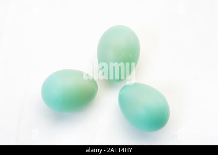 Drei ungeschraffierte, pulverblaue östliche Bluebird Eier auf einem weißen Stoffmaterialhintergrund. Stockfoto