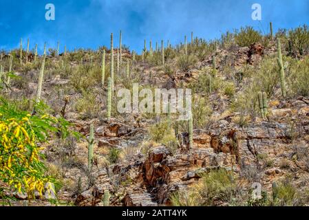 Berge, tiefe Schluchten und die einzigartigen Pflanzen und Tiere der Sonara-Wüste sind im Sabino Canyon Recreation Area zu finden. Stockfoto