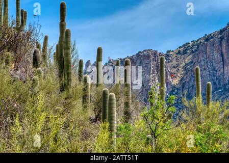 Berge, tiefe Schluchten und die einzigartigen Pflanzen und Tiere der Sonara-Wüste sind im Sabino Canyon Recreation Area zu finden. Stockfoto