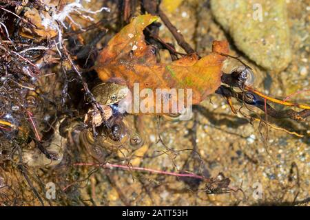 Viperine Wasserschlange, Natrix maura, Le Luech River, Le Chambon, Cevennen, Frankreich, Europa Stockfoto