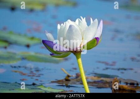 Europäische weiße Seerose, Nymphaea alba, alias weiße Wasserrose, weißer Nenuphar, Port Douglas, Far North Queensland, Tropical North Queensland, Queensl Stockfoto