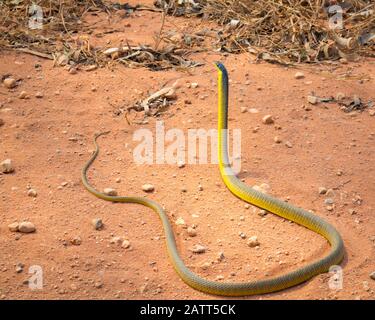 Gewöhnliche Baumschlange, Dendrelaphis punctulatus, alias grüne Baumschlange, australische Baumschlange, Kap-York-Halbinsel, Lakefield-Nationalpark, Far North Quee Stockfoto