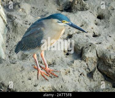 Gestreifte Reiher, Butorides striatus, alias Mangrovenreiher, kleiner Reiher, grün unterfütterter Reiher, Dickson Inlet, Port Douglas, Far North Queensland, Tropical Stockfoto