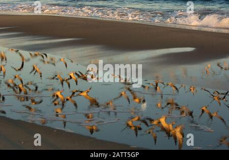 Schwarzer Schimmer Flock Flug reflektiert auf nassem Strandsand Stockfoto