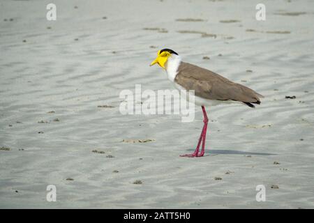 Maskierter Lapwing, Vanellus Miles Miles Miles, maskierter Plover, spurgeflügelter Plover, Chili Beach, Kap-York-Halbinsel, Kutini-Payamu-Nationalpark, Iron Range Na Stockfoto