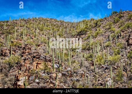 Berge, tiefe Schluchten und die einzigartigen Pflanzen und Tiere der Sonara-Wüste sind im Sabino Canyon Recreation Area zu finden. Stockfoto