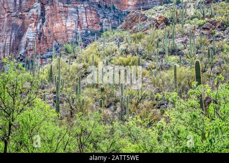 Berge, tiefe Schluchten und die einzigartigen Pflanzen und Tiere der Sonara-Wüste sind im Sabino Canyon Recreation Area zu finden. Stockfoto