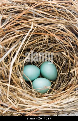 Gruppe von drei ungeschrafften östlichen Blauvogeleiern in einem Kiefernstrohnnest. Selektive Konzentration auf Eier innerhalb des Nestes. Stockfoto