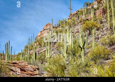 Berge, tiefe Schluchten und die einzigartigen Pflanzen und Tiere der Sonara-Wüste sind im Sabino Canyon Recreation Area zu finden. Stockfoto