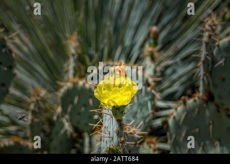 Berge, tiefe Schluchten und die einzigartigen Pflanzen und Tiere der Sonara-Wüste sind im Sabino Canyon Recreation Area zu finden. Stockfoto