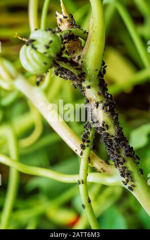 Schwarze Bohne Aphid oder Blackfly Aphis fabae auf dem Stamm der Nasturtium-Pflanze gezeigt. Stockfoto
