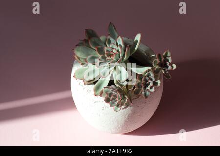 Echeveria elegans in runder Keramik Blumentopf auf rosa Hintergrund umgeben von Licht und Schatten Stockfoto