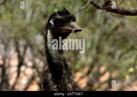 Emu Stockfoto