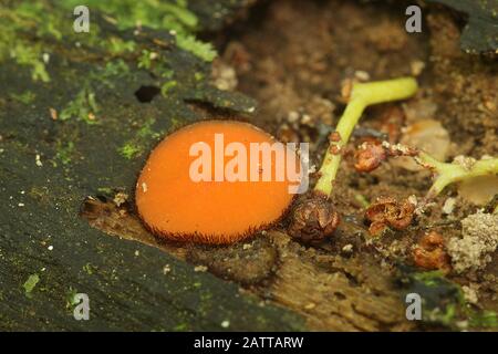 Augenpilz (Scutellinia sp.) Stockfoto