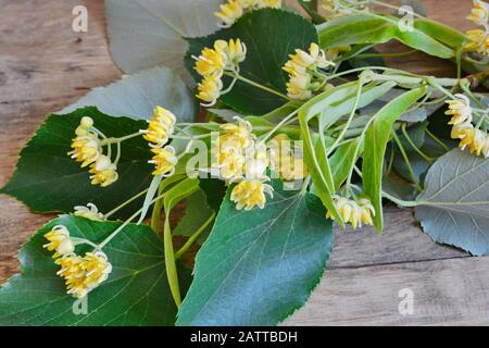 Linden blüht auf dem Holztisch. Stockfoto