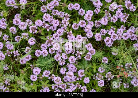 Blumen von Thymian in natürlicher Umgebung. Der Thymian wird häufig in der Kochkunst und in der Kräutermedizin verwendet. Stockfoto