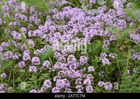 Blumen von Thymian in natürlicher Umgebung. Der Thymian wird häufig in der Kochkunst und in der Kräutermedizin verwendet. Stockfoto