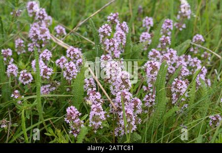 Blumen von Thymian in natürlicher Umgebung. Der Thymian wird häufig in der Kochkunst und in der Kräutermedizin verwendet. Stockfoto