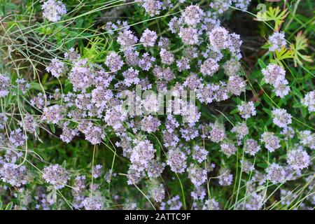 Blumen von Thymian in natürlicher Umgebung. Der Thymian wird häufig in der Kochkunst und in der Kräutermedizin verwendet. Stockfoto