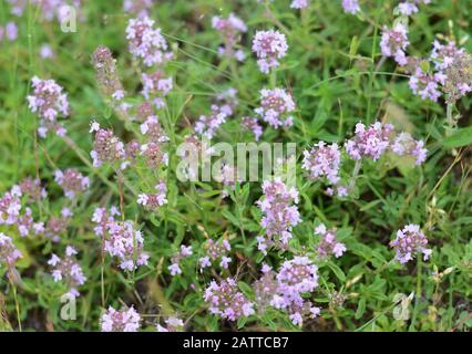 Blumen von Thymian in natürlicher Umgebung. Der Thymian wird häufig in der Kochkunst und in der Kräutermedizin verwendet. Stockfoto