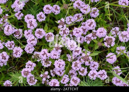 Blumen von Thymian in natürlicher Umgebung. Der Thymian wird häufig in der Kochkunst und in der Kräutermedizin verwendet. Stockfoto