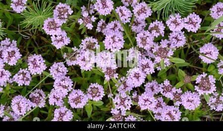 Blumen von Thymian in natürlicher Umgebung. Der Thymian wird häufig in der Kochkunst und in der Kräutermedizin verwendet. Stockfoto