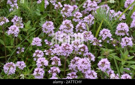 Blumen von Thymian in natürlicher Umgebung. Der Thymian wird häufig in der Kochkunst und in der Kräutermedizin verwendet. Stockfoto