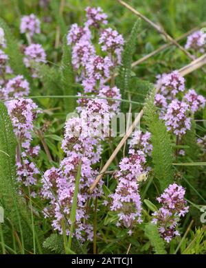 Blumen von Thymian in natürlicher Umgebung. Der Thymian wird häufig in der Kochkunst und in der Kräutermedizin verwendet. Stockfoto