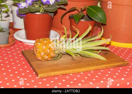 Vorteile von Mini Ananas, frische goldene Ananasfrucht Stockfoto