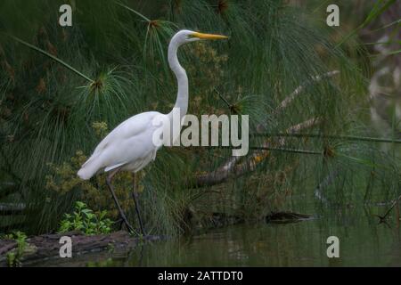 Great Egret Auf Der Suche Nach Speisen Am Ufer Stockfoto