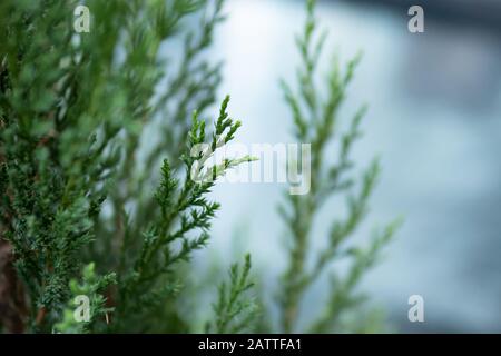Nahaufnahme von Kiefernästen Stockfoto